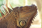 Picture 'Cr1_13_32 Iguana, Costa Rica'